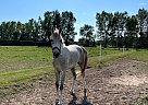 Half Arabian - Horse for Sale in Beechwood, MI 49424