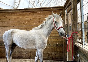 Arabian (Arabian, Gelding) in Beechwood, MI