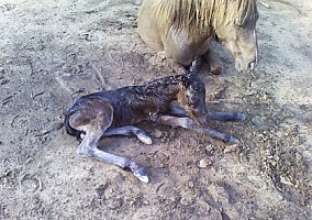 Miniature Horse (Miniature Horse, Mare) in Henagar, AL