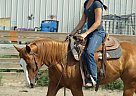 Quarter Horse - Horse for Sale in Belle Fourche, SD 57717 Quarter Horse - Horse for Sale in Belle Fourche, SD 57717