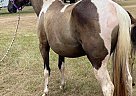 Dunnie - Mare in Rockdale, TX Dunnie - Mare in Rockdale, TX