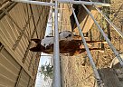 Quarter Horse - Horse for Sale in Bakersfield, CA 93305