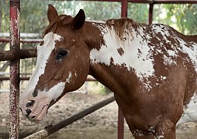 Quarter Horse (Quarter Horse, Mare) in Bakersfield, CA