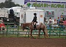 Appaloosa Gelding for Sale in Wood River, Nebraska Appaloosa Gelding for Sale in Wood River, Nebraska