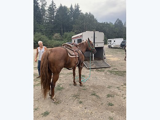 Roping/Penning/Trail