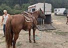 Quarter Horse - Horse for Sale in Creswell, OR 97426