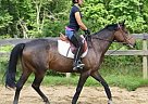 Appendix Mare for Sale in Danville, Pennsylvania Appendix Mare for Sale in Danville, Pennsylvania