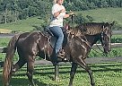 Rocky Mountain - Horse for Sale in Stanford, KY 40484