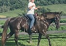 Rocky Mountain - Horse for Sale in Stanford, KY 40484 Rocky Mountain - Horse for Sale in Stanford, KY 40484