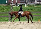 The X Files ( Fox) for Sale Quarter Horse Gelding