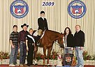 Quarter Horse - Horse for Sale in Peotone, IL 