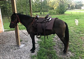 Quarter Horse (Quarter Horse, Gelding) in Kaiser, MO