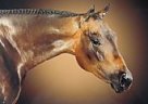 16.1 AQHA HUS Gelding for Sale B... Quarter Horse