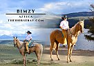 Azteca - Horse for Sale in Laporte, CO 80535 Azteca - Horse for Sale in Laporte, CO 80535