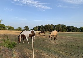 Quarter Horse (Quarter Horse, Mare) in Wills Point, TX