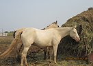 Pearl - Mare in Fullerton, ND Pearl - Mare in Fullerton, ND