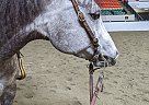 Quarter Horse - Horse for Sale in Wakefield, RI 02879