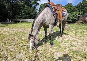 Quarter Horse (Quarter Horse, Mare) in Wakefield, RI