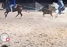 Quarter Horse - Horse for Sale in , AZ 85388
