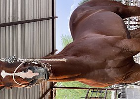Horse (Quarter Horse, Gelding) in AZ