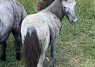 Miniature - Horse for Sale in Pine Log, GA 30171