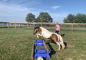 Miniature Horse (Miniature Horse, Mare) in Adel, IA
