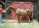 Warmblood - Horse for Sale in Thomson, GA 30824