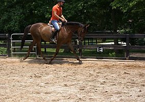 Warmblood (Warmblood, Mare) in Thomson, GA
