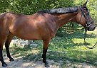 Thoroughbred - Horse for Sale in Saint George, KS 66535