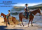 Azteca - Horse for Sale in Laporte, CO 80535 Azteca - Horse for Sale in Laporte, CO 80535