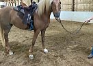 Prairie - Mare in Chagrin Falls, OH Prairie - Mare in Chagrin Falls, OH