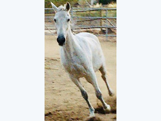 Paso Fino Mare