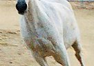 Paso Fino - Horse for Sale in Tehachapi, CA 93561 Paso Fino - Horse for Sale in Tehachapi, CA 93561