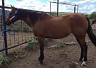 Rare Bar Moon - Mare in Quinton, OK Rare Bar Moon - Mare in Quinton, OK