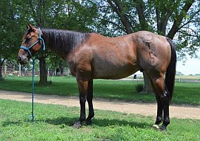 Quarter Horse (Quarter Horse, Gelding) in Tabor, SD