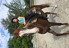 Missouri Fox Trotter - Horse for Sale in Lake Worth, FL 33463