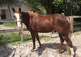 Missouri Fox Trotter (Missouri Fox Trotter, Gelding) in Lake Worth, FL