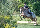 Draft - Horse for Sale in PortColborne, ON L3K2Y4 Draft - Horse for Sale in PortColborne, ON L3K2Y4
