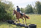 Draft - Horse for Sale in PortColborne, ON L3K2Y4 Draft - Horse for Sale in PortColborne, ON L3K2Y4