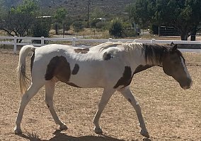 Tennessee Walking (Tennessee Walking, Gelding) in Prescott Valley, AZ