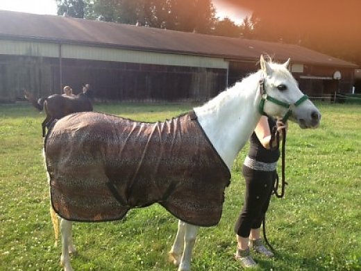 Welsh Pony for Sale