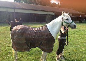 Welsh Pony and Cob (Welsh Pony and Cob, Mare) in North Canton, OH