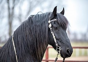Friesian (Friesian, Mare) in Boston, KY