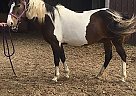 15 Year old Mare Mica