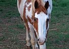 Paint - Horse for Sale in Covington, GA 30014 Paint - Horse for Sale in Covington, GA 30014