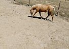 Quarter Horse - Horse for Sale in San luis, NM 87053