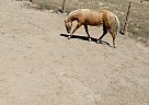 Quarter Horse - Horse for Sale in San luis, NM 87053 Quarter Horse - Horse for Sale in San luis, NM 87053