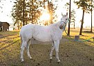 Appendix - Horse for Sale in Kamloops, BC V1S2B2