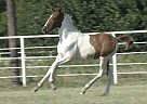 RHF Taleon - Stallion in Roane, TX RHF Taleon - Stallion in Roane, TX