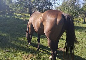 Warmblood (Warmblood, Gelding) in Fowlerville, MI